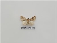 藏品(尺蛾595)的圖片